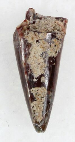 Eryops Tooth From Oklahoma - Giant Permian Amphibian #33540